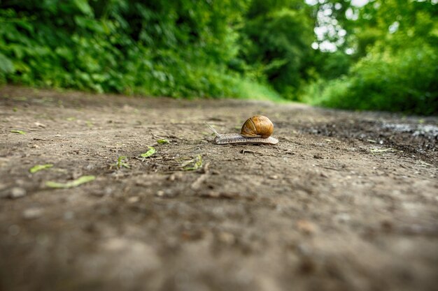 Snail Crawling in the Woods