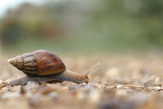 Snail crawling