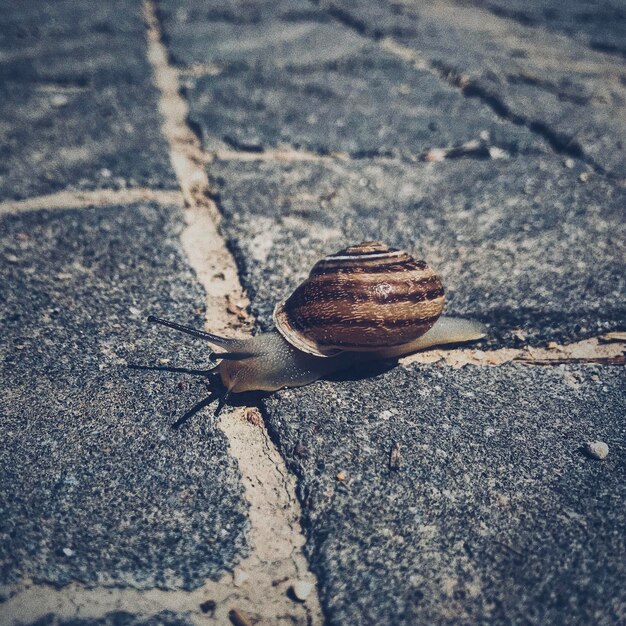 Photo snail crawls on asphalt