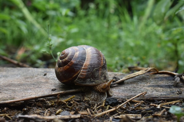 snail crawls on a soil ground