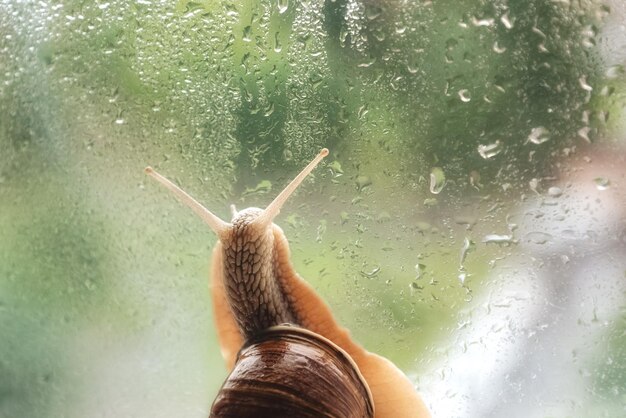 Snail crawls on window glass in rain drops