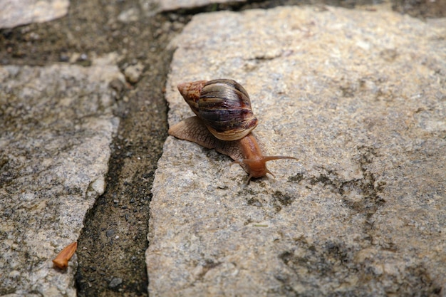 Photo snail crawls with a shell on a stone