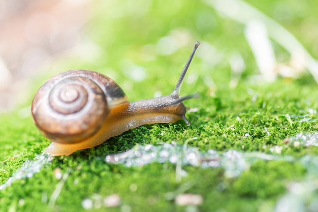 Snail creeps on moss