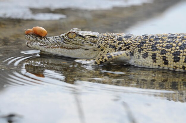 Snail on crocodile's head in puddle