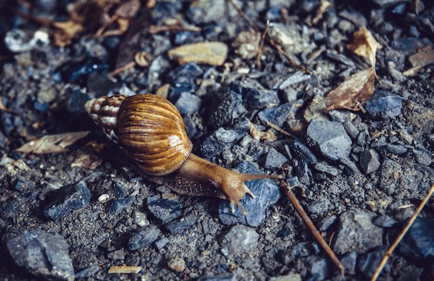 Photo snail crossing the road.