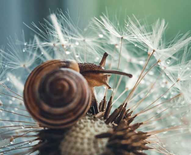 Snail on a dandelion on a blue and green background in macro