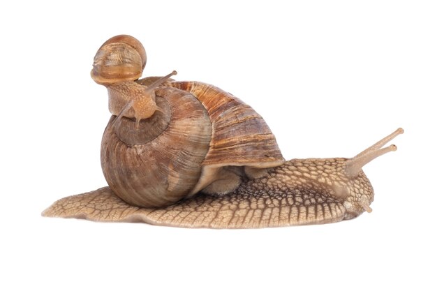 Snail family isolated on white background closeup.