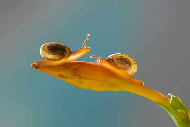 snail  on flower  on nature background