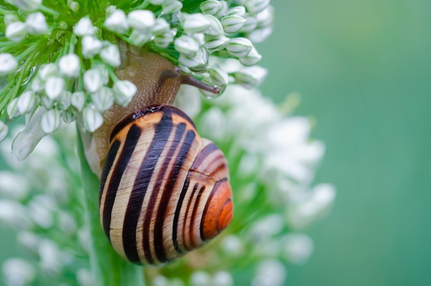 Snail in the flower of an onion Copy space