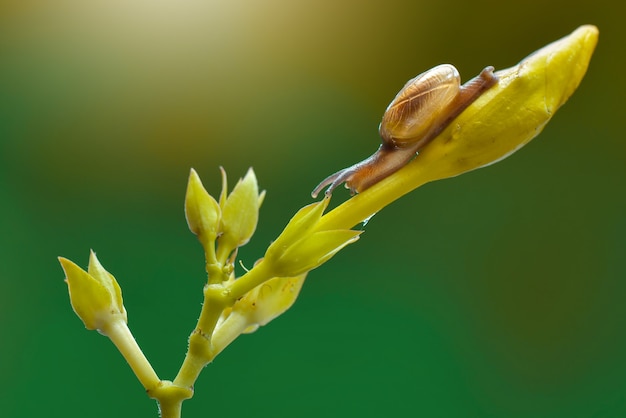 Snail on  flower in tropical garden