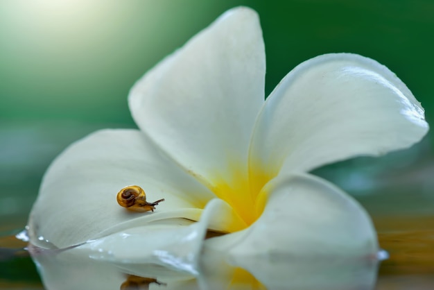 snail on flower