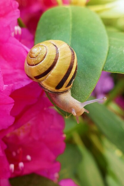 Lumaca su un fiore