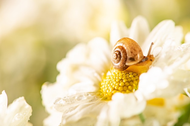 Snail and flowers small snail on beautiful white and yellow flowers seen by a macro lens selective focus