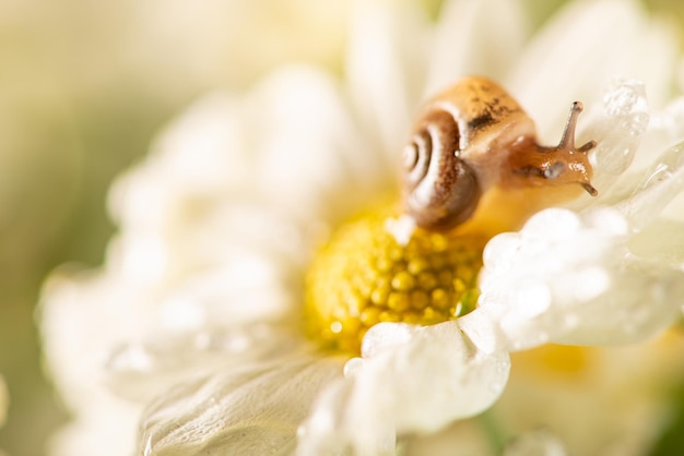 매크로 렌즈 선택 초점으로 보이는 아름다운 흰색과 노란색 꽃에 달팽이와 꽃 작은 달팽이