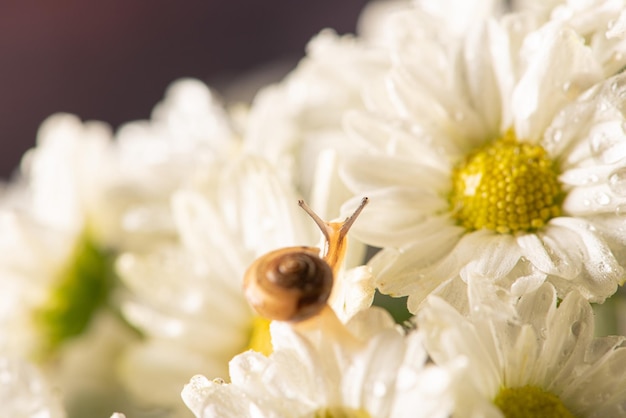 Foto lumaca e fiori piccola lumaca su bellissimi fiori bianchi e gialli visti da una messa a fuoco selettiva dell'obiettivo macro