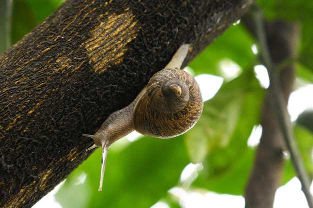 snail garden macro