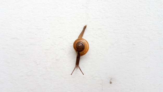 Snail or Gastropods crawling on white wall. This photo shot by mobile phone.