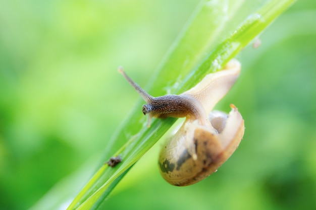 梅雨の草の上のカタツムリ。