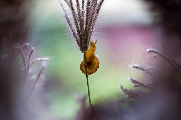 Snail on a grass on a sunny day close-up