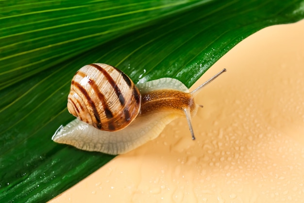 Snail and green leaf on color surface