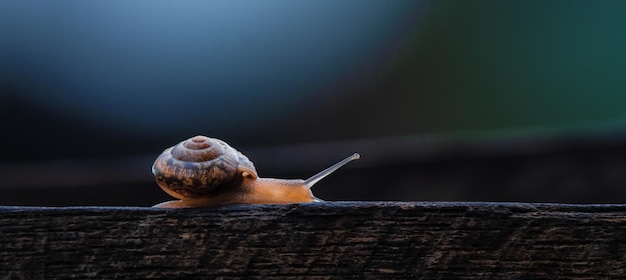 snail on a green leaf at spring scenery