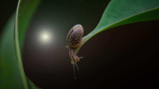 春の風景で緑の葉の上のカタツムリ