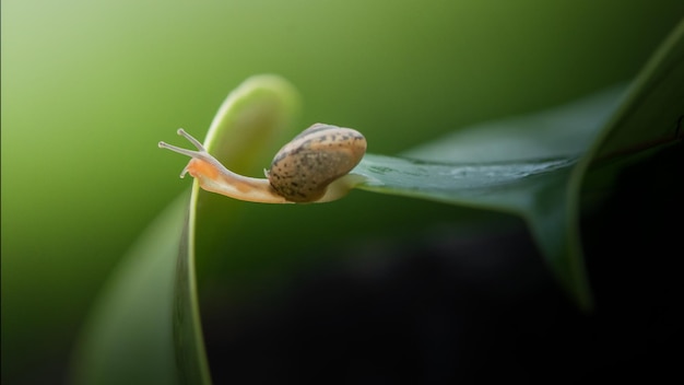 snail on a green leaf at spring scenery