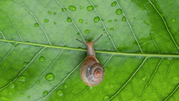 雨が降った緑の葉の上のカタツムリ