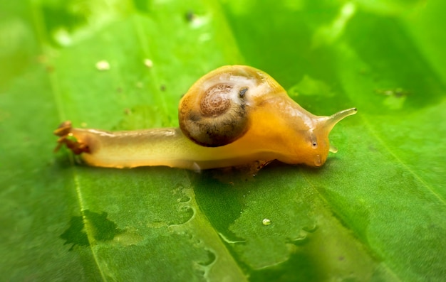 Snail on green leaf