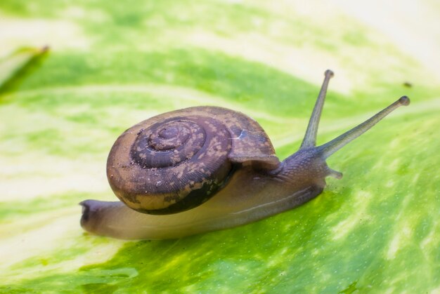 Snail on a green leaf