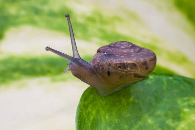 Snail on a green leaf