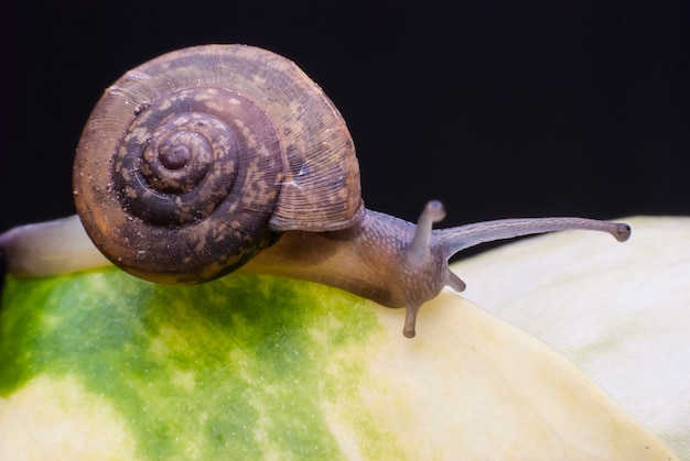 Snail on a green leaf