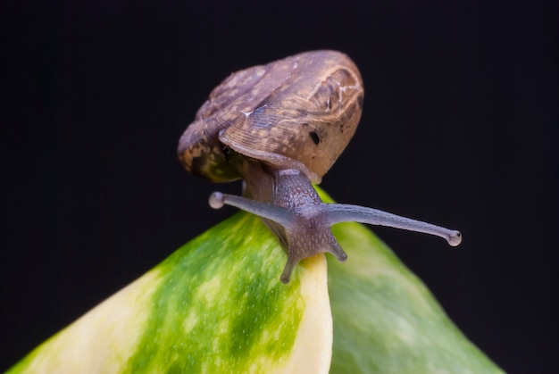 Snail on a green leaf