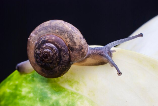 Snail on a green leaf