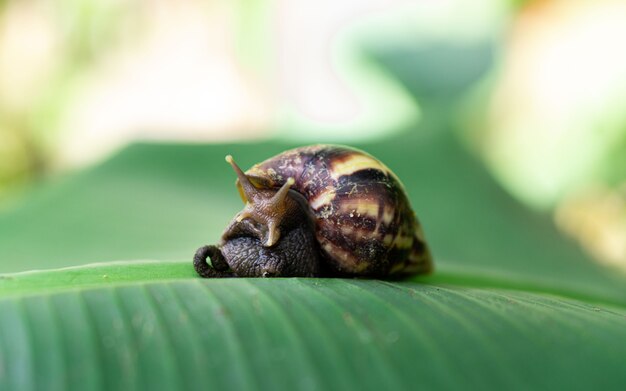 A snail on the green leaf