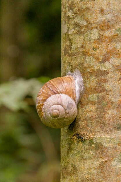 Photo snail on green leafstem