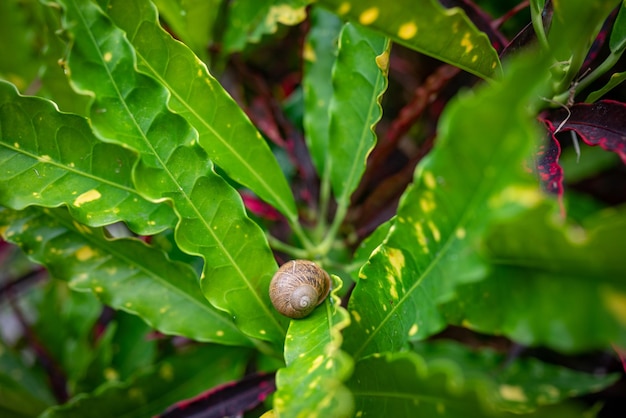 Snail on green leaves background Unusual croton leaves with wavy edges and sharp ends Colorful leaves background of fire croton red iceton or florida select Exotic nature wallpaper