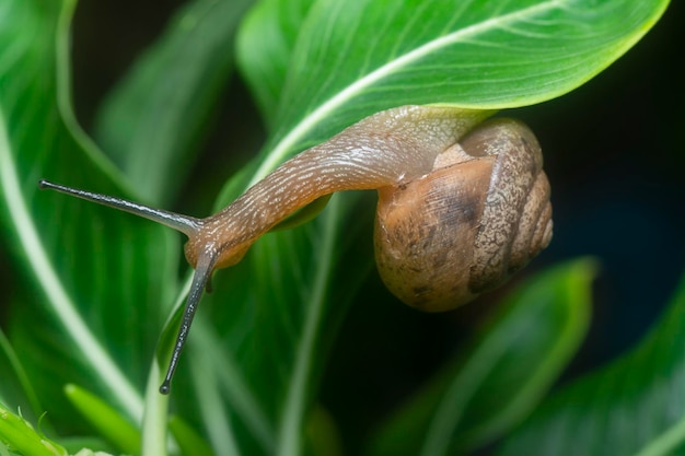 snail on the green leaves