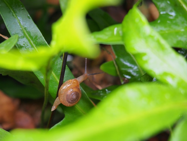 Snail on green leaves