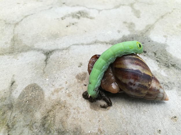 コンクリートの床にあるカタツムリと緑の虫の幼虫がクローズアップ