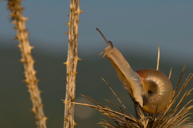 A snail on the grey and blue background