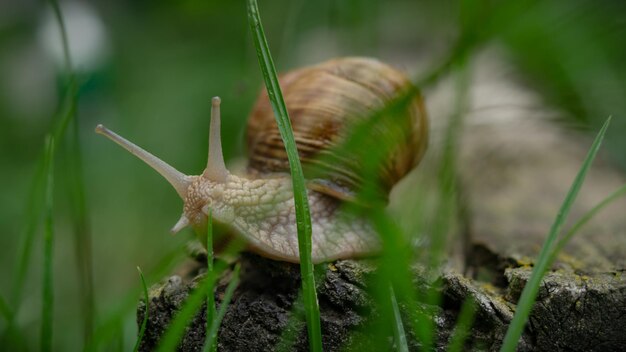 snail on the ground in grass