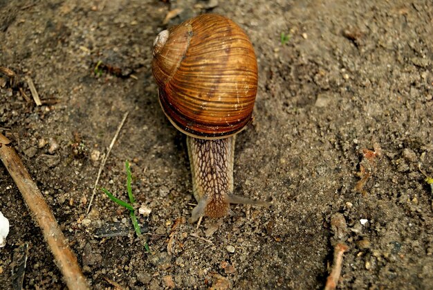 地面の春のクローズアップのカタツムリ