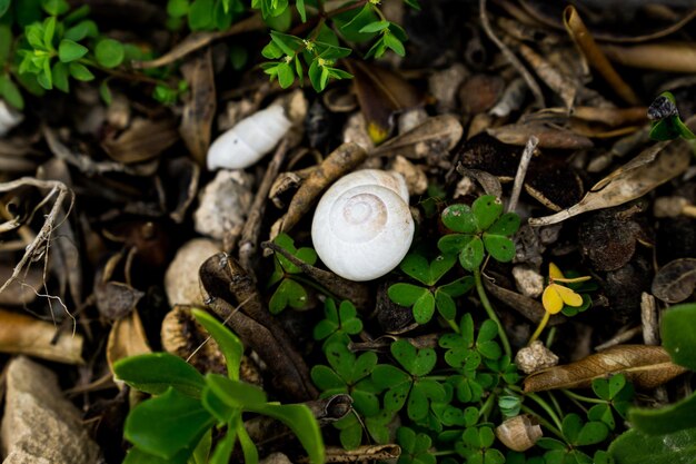 Snail on the ground surrounded by green plants and stones