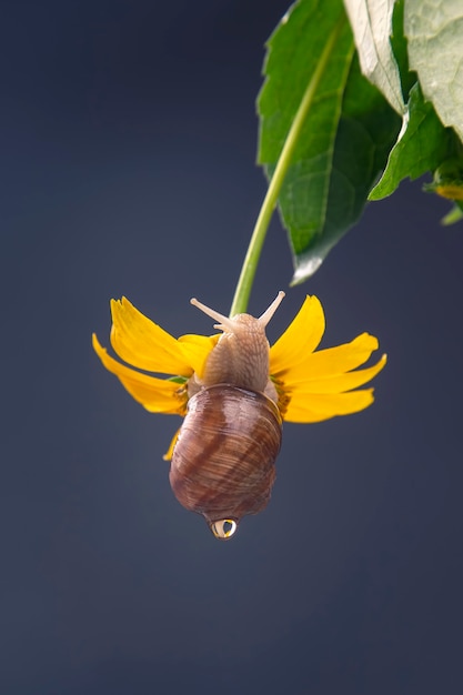 La lumaca si blocca su un fiore giallo e mangia un petalo. molluschi e invertebrati.