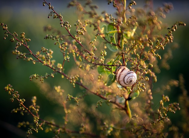 The snail hid in its shell on the green leaves of the plant