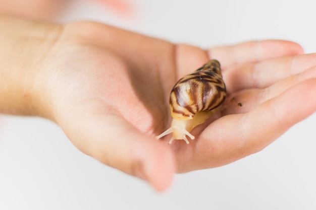 A snail is on the child's hand on a light background