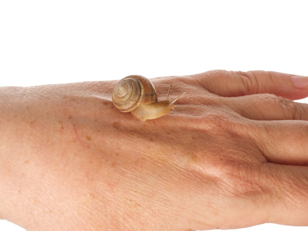 A snail is crawling along a woman's hand. cosmetic product made from mucin snail mucus. rejuvenation. isolated.