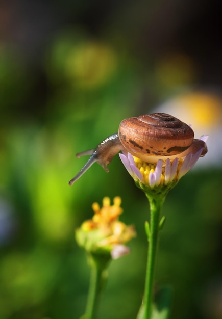 A snail is crawling on a flower and it is about to fall off.