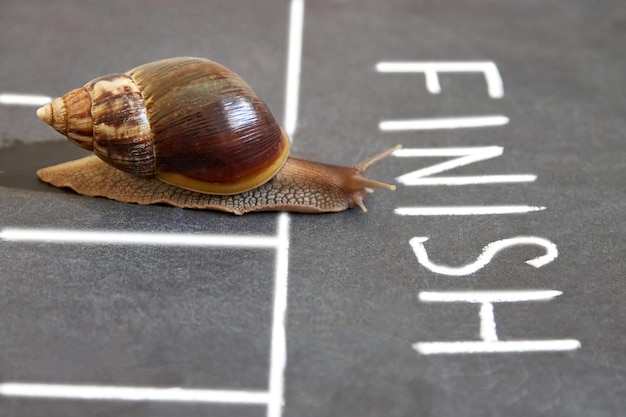 The snail is the first to cross the finish line
